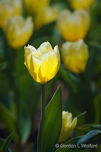 Backlit Yellow Tulip_48098.jpg - Photographed in Ottawa, Ontario - the Capital of Canada.